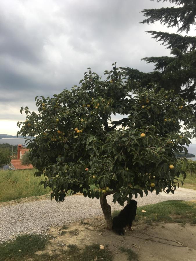 Bella Vista Apartman Ankaran Kültér fotó